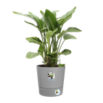 greensense aqua care rond 43cm licht beton